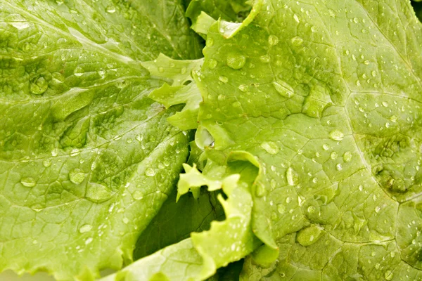 Green salad leaves background — Stock Photo, Image