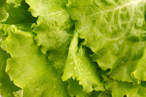 Groene salade bladeren achtergrond — Stockfoto