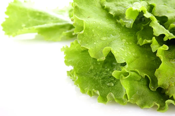 Salatblätter isoliert auf weiß — Stockfoto