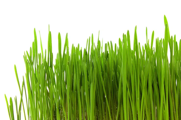 Zelená tráva — Stock fotografie