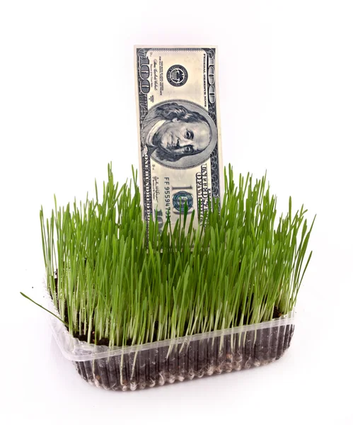 Kilka dolarów w zielonej trawie na białym tle — Zdjęcie stockowe