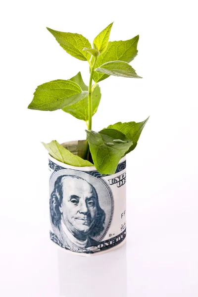 Billete de dólar y planta verde aislados en blanco — Foto de Stock