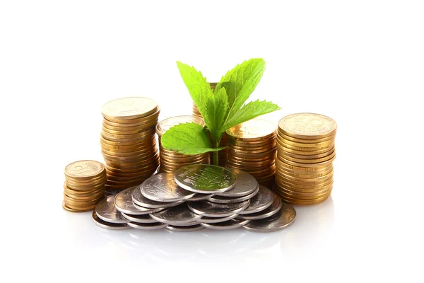 Mynt och gröna växten isolerad på vit — Stockfoto
