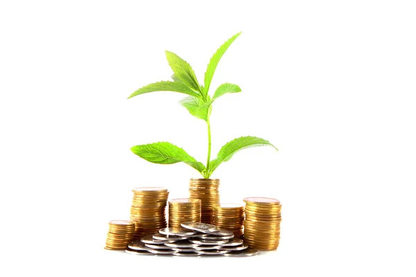 Coins and green plant isolated on white — Stock Photo, Image