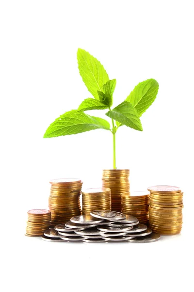 Mynt och gröna växten isolerad på vit — Stockfoto