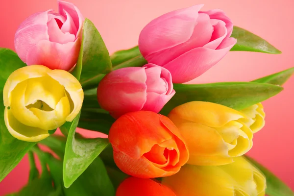 Tulipani su sfondo rosso — Foto Stock