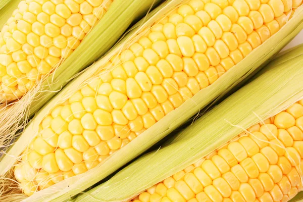Žlutá kukuřice — Stock fotografie