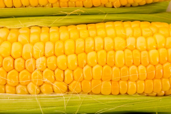Maïs jaunes — Photo