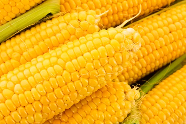 Paar gele maïs — Stockfoto