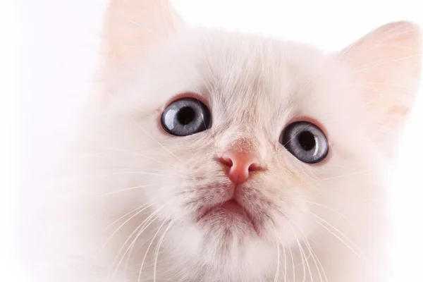 白で隔離される若い白い子猫 — ストック写真