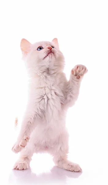 Beyaz izole genç beyaz yavru kedi — Stok fotoğraf