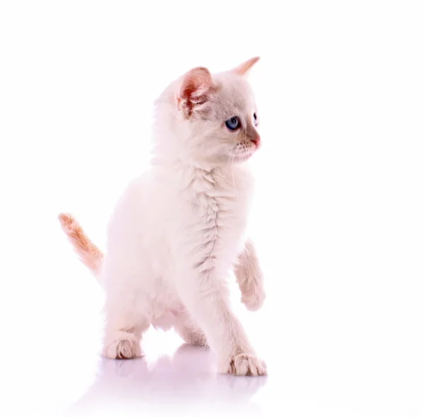 Νέο λευκό γατάκι που απομονώνονται σε λευκό — Φωτογραφία Αρχείου