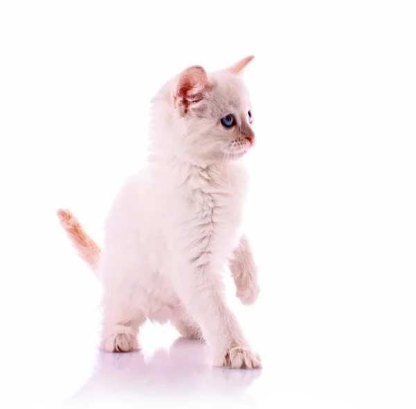 stock image Young white kitten isolated on white