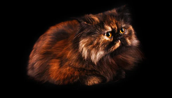 검은 바탕에 거북이 컬러로 페르시아 고양이 — 스톡 사진