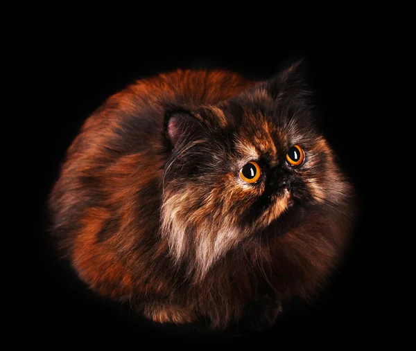 Kucing Persia dengan warna penyu dengan latar belakang hitam — Stok Foto