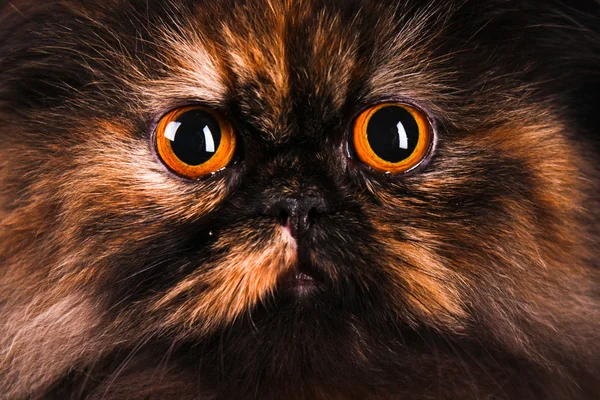 거북이 색상 페르시아 고양이 초상화 — 스톡 사진