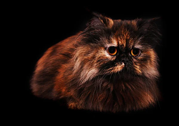 Persisk katt i turtle färger på svart bakgrund — Stockfoto
