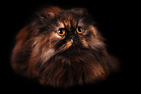 Persisk katt i turtle färger på svart bakgrund — Stockfoto