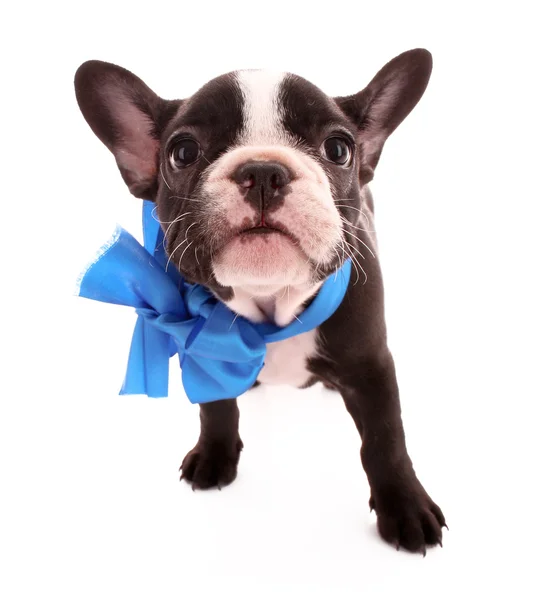 Junge Bulldogge mit blauer Schleife isoliert auf weiß — Stockfoto