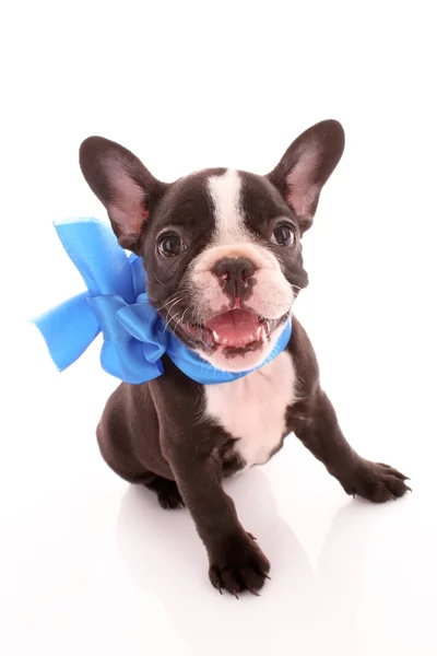 Bulldog joven con lazo azul aislado en blanco — Foto de Stock