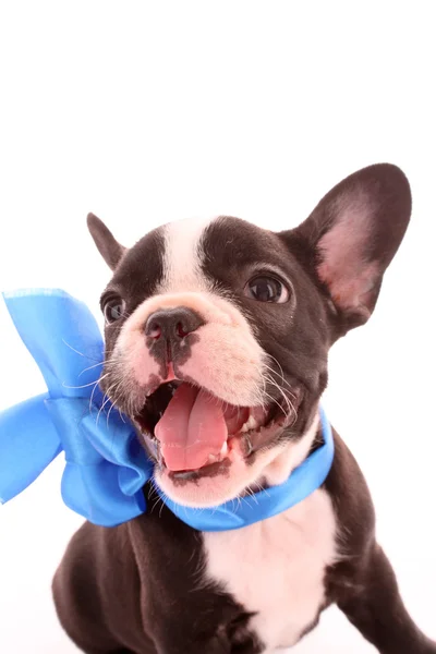 Bulldog joven con lazo azul aislado en blanco — Foto de Stock