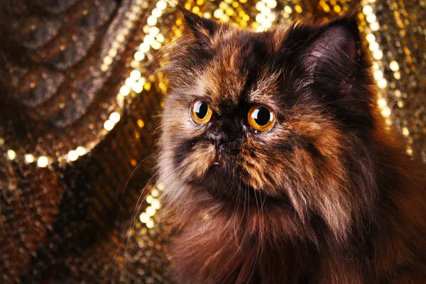 Gatto persiano in colori tartaruga su sfondo oro — Foto Stock