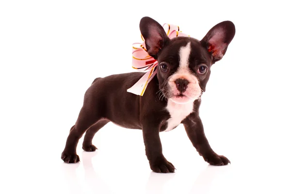 Junge Bulldogge mit Schleife isoliert auf weiß — Stockfoto