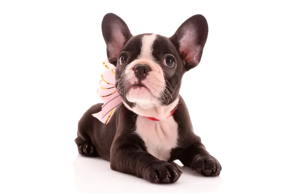Young bulldog with bow isolated on white — Stock Photo, Image