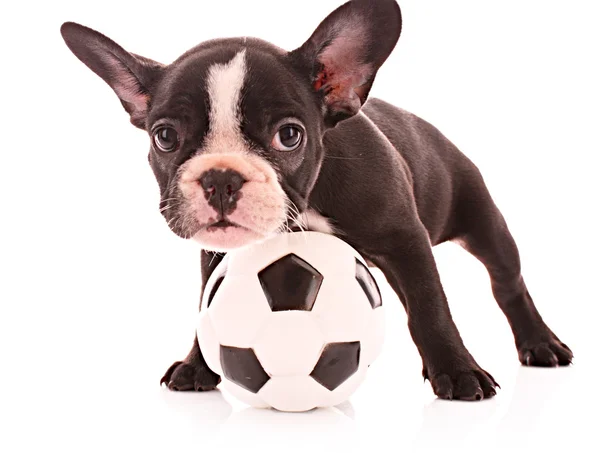 Young bulldog with ball isolated on white — Stock Photo, Image