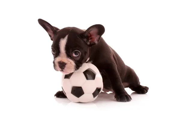 Bulldog joven con bola aislada en blanco —  Fotos de Stock