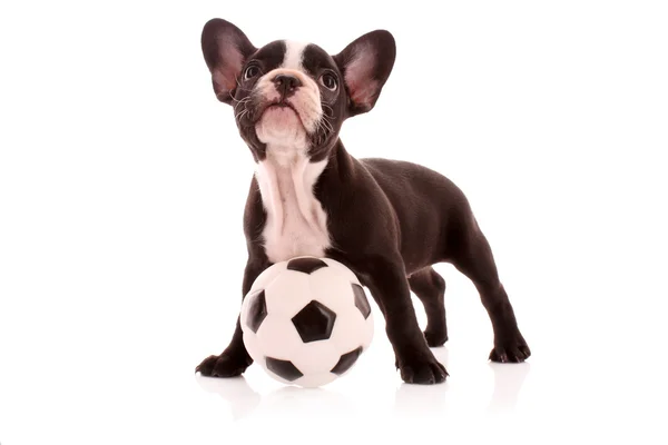 Unga bulldog med boll isolerad på vit — Stockfoto