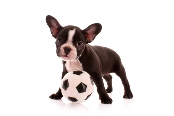 Young bulldog with ball isolated on white — Stock Photo, Image