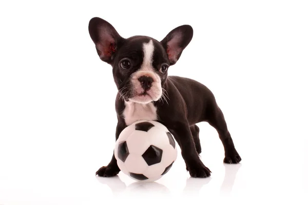 Junge Bulldogge mit Ball isoliert auf weiß — Stockfoto