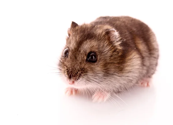 Jonge hamster geïsoleerd op wit — Stockfoto