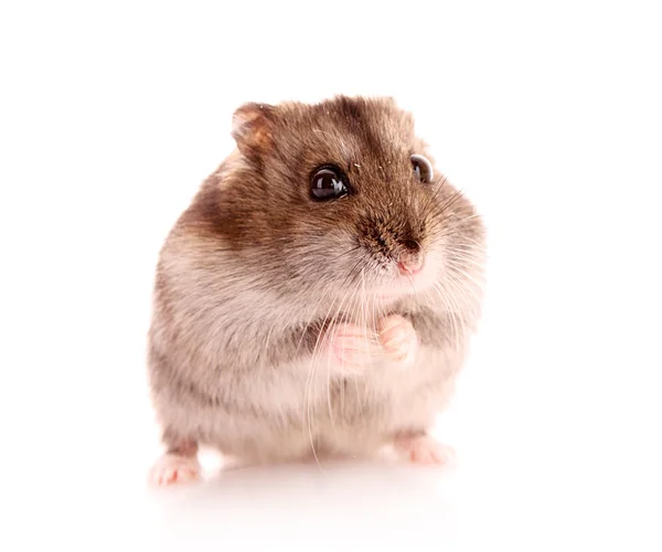 Ung hamster isolerad på vit — Stockfoto