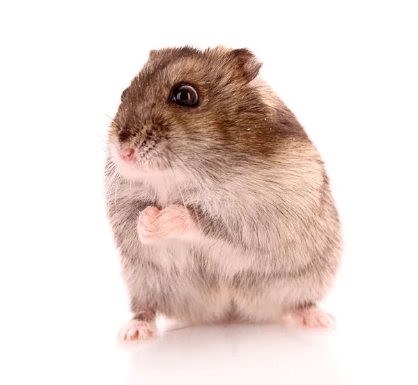 Jovem hamster isolado em branco — Fotografia de Stock