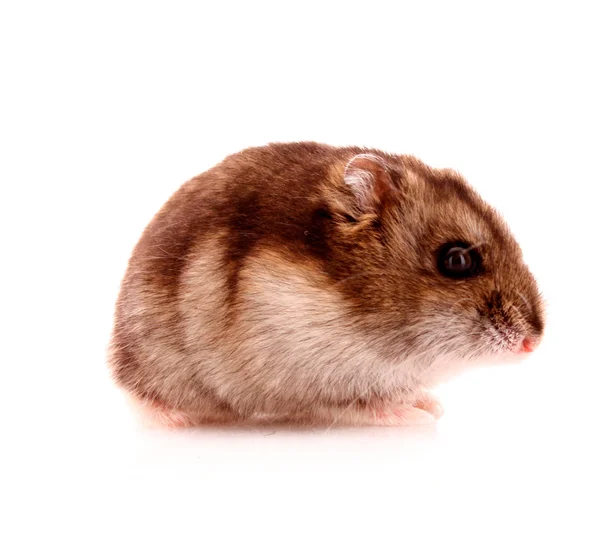 Genç hamster üzerinde beyaz izole — Stok fotoğraf