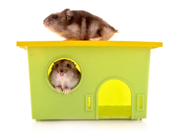 Deux jeunes hamsters avec maison isolée sur blanc — Photo