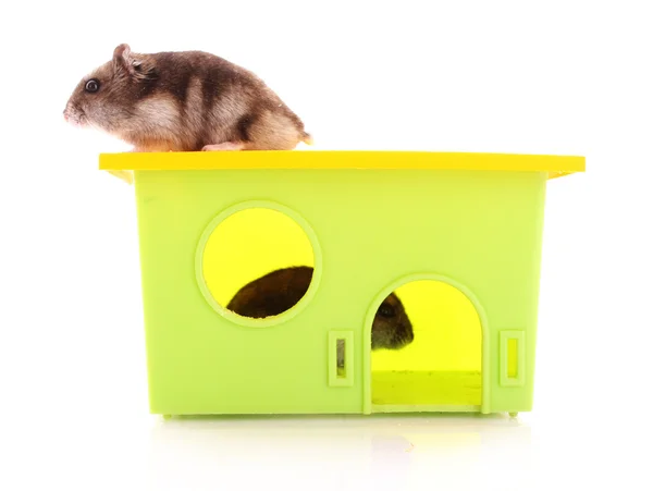 Zwei junge Hamster mit Haus isoliert auf weiß — Stockfoto