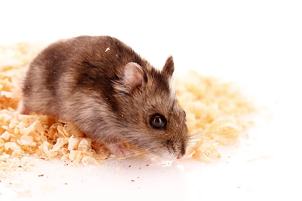 Ung hamster och sågspån isolerad på vit — Stockfoto