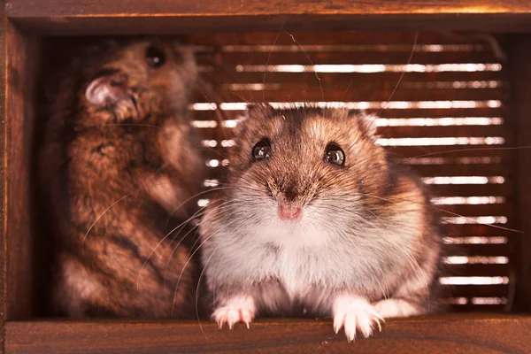 Hamsters em caixa — Fotografia de Stock