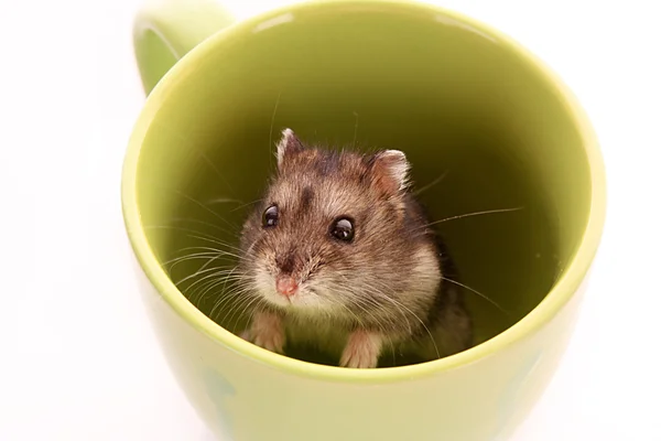 Young hamster in green cup isolated on white — Stock Photo, Image