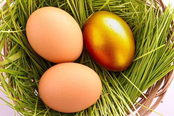 Gold egg in nest — Stock Photo, Image