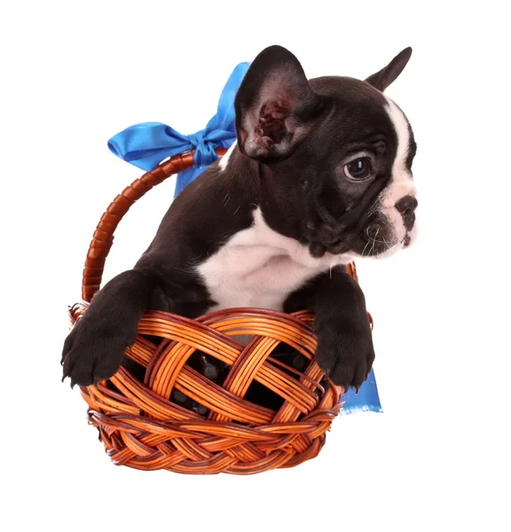 Young bulldog in basket isolated on white — Stock Photo, Image