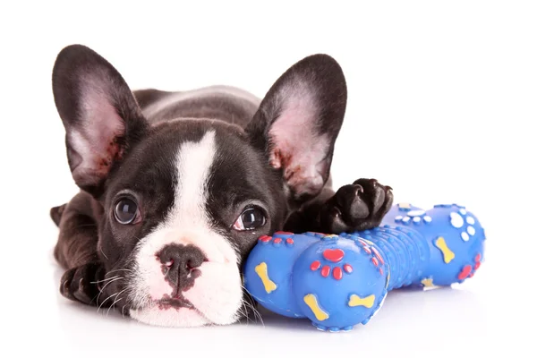 Bulldog joven con juguete aislado en blanco —  Fotos de Stock