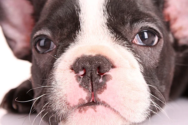 Jovem bulldog close-up — Fotografia de Stock