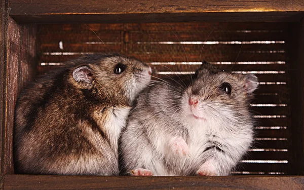Twee kleine hamster in vak — Stockfoto