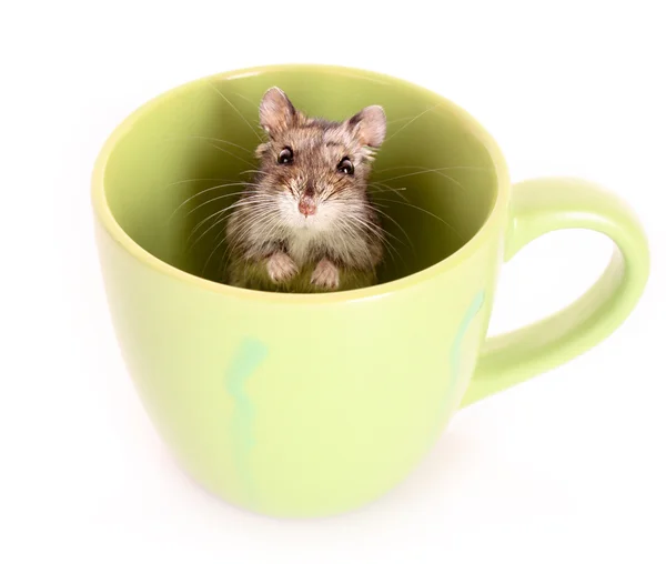 Jonge hamster in groene cup geïsoleerd op wit — Stockfoto