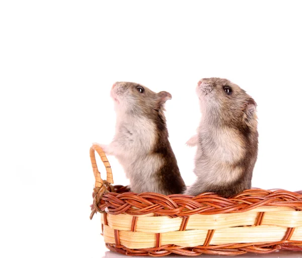 Beyaz izole iki küçük hamster — Stok fotoğraf