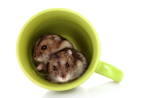 Jovens hamsters em copo verde isolado em branco — Fotografia de Stock